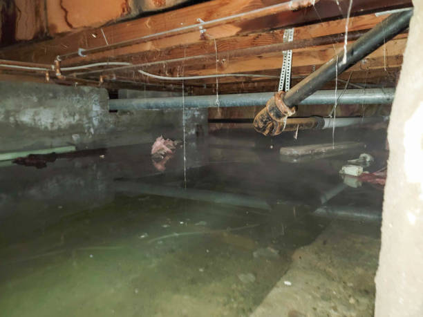 Best Sewage cleanup and water damage restoration  in Shirley, NY