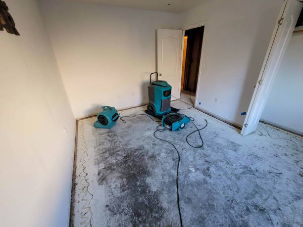 Best Mold removal after water damage  in Shirley, NY